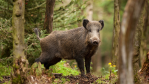 Jägerprüfung 2019 im Kreis Paderborn